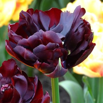 Tulipan Palmyra - Tulipan pełny wczesny