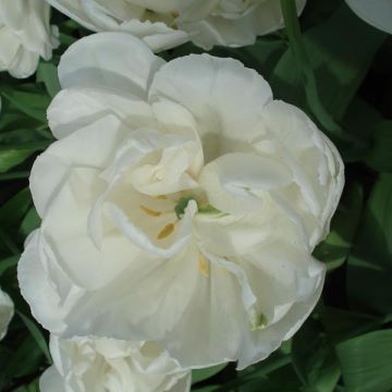 Tulipan White Heart - Tulipan pełny późny