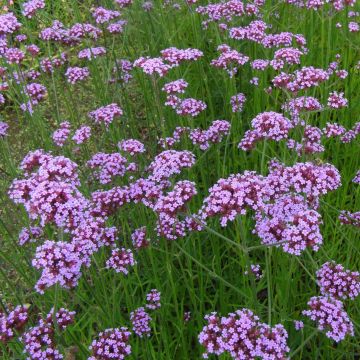 Werbena patagońska - Verbena bonariensis