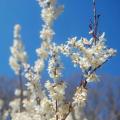 Abeliofylum - Abeliophyllum