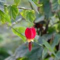 Zaślazy - Abutilon