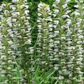 Akanty - Acanthus