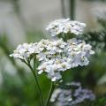 Krwawnik - Achillea