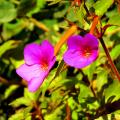 Achimenesy - Achimenes