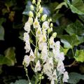 Tojady - Aconitum