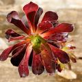 Eonium - Aeonium