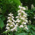 Kasztanowce - Aesculus