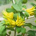 Oryginalne cytrusy