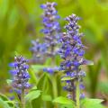 Dąbrówki - Ajuga