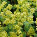 Przywrotniki - Alchemilla