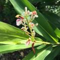 Alpinie - Alpinia