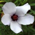 Hibiskus niebieski