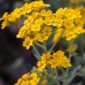 Smagliczki - Alyssum