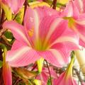 Amarylisy - Amaryllis