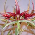 Amarylisy współczesne