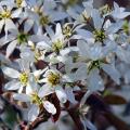 Świdośliwy - Amelanchier