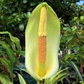 Dziwidła - Amorphophallus