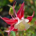 Orliki - Aquilegia