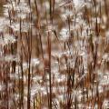 Palczatki - Andropogon