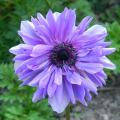 Zawilce - Anemone