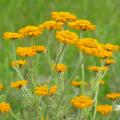 Rumiany - Anthemis