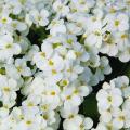 Gęsiówki - Arabis