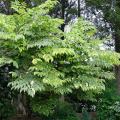 Aralie - Aralia