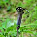 Arizemy - Arisaema