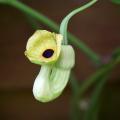 Kokornaki - Aristolochia