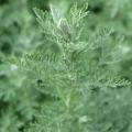 Bylice - Artemisia