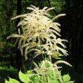 Parzydła - Aruncus