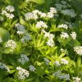 Przytulie - Galium
