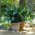 Aspidistry - Aspidistra