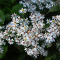 Astry cieniolubne