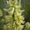 Traganki - Astragalus
