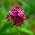 Jarzmianki - Astrantia