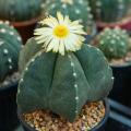Astrofytum