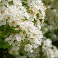 Głogi - Crataegus