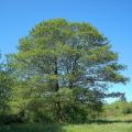 Olchy - Alnus