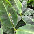 Bananowce - Musa, ensete
