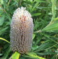 Banksje - Banksia