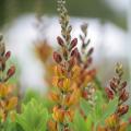 Baptysje - Baptisia