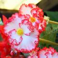 Begonie - Begonia