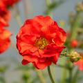 Kukliki - Geum