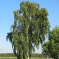 Brzozy zwisające - Betula pendula