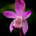 Bletille - Bletilla