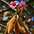 Brachychitony