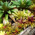 Bromeliowate