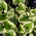 Brunery - Brunnera