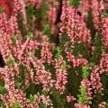 Wrzosy - Calluna